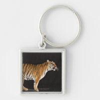 Tiger stehend auf Plattform