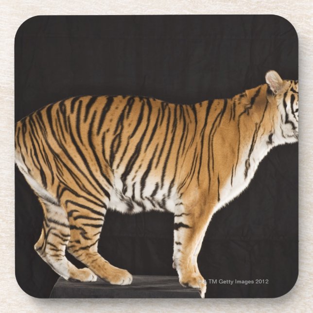 Tiger stehend auf Plattform Untersetzer (Vorderseite)