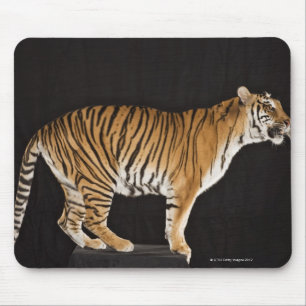 Tiger stehend mousepad