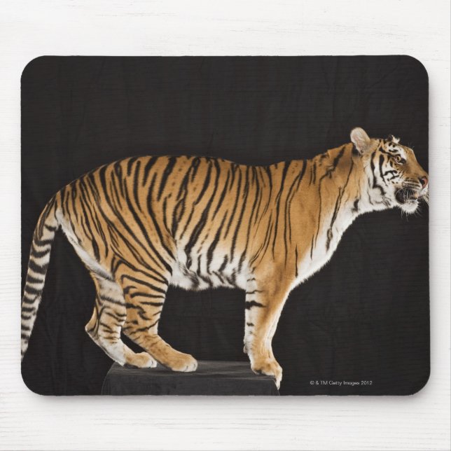 Tiger stehend mousepad (Vorne)