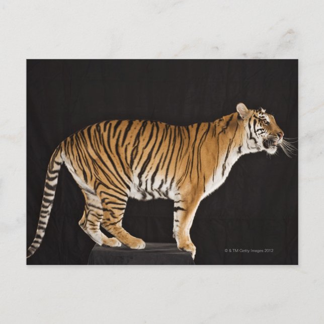 Tiger stehend postkarte (Vorderseite)
