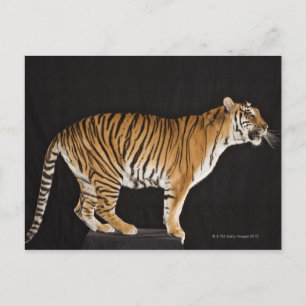 Tiger stehend postkarte
