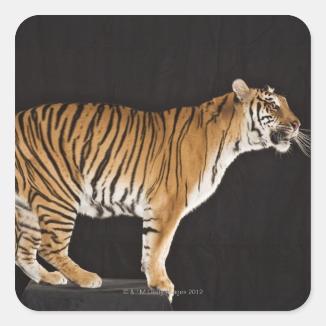 Tiger stehend quadratischer aufkleber (Vorderseite)