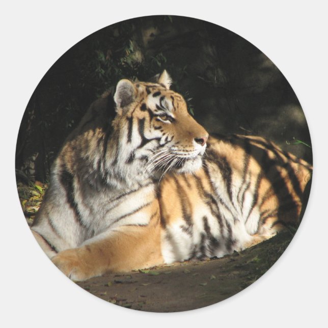 Tiger Sticker (Vorderseite)