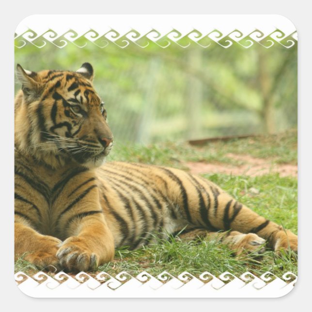 Tiger-Sticker Quadratischer Aufkleber (Vorderseite)