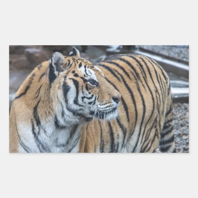 Tiger Stickers (Vorderseite)