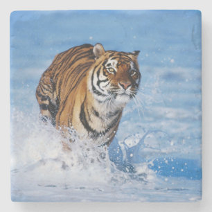 Tiger Stone Untersetzer