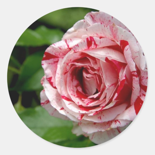 Tiger Stripes-Rose Runder Aufkleber (Vorderseite)