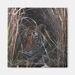 Tiger stützt in hohes Gras Magnet