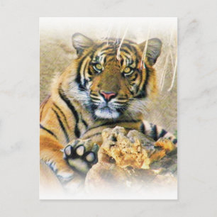 Tiger, Suche_ Postkarte
