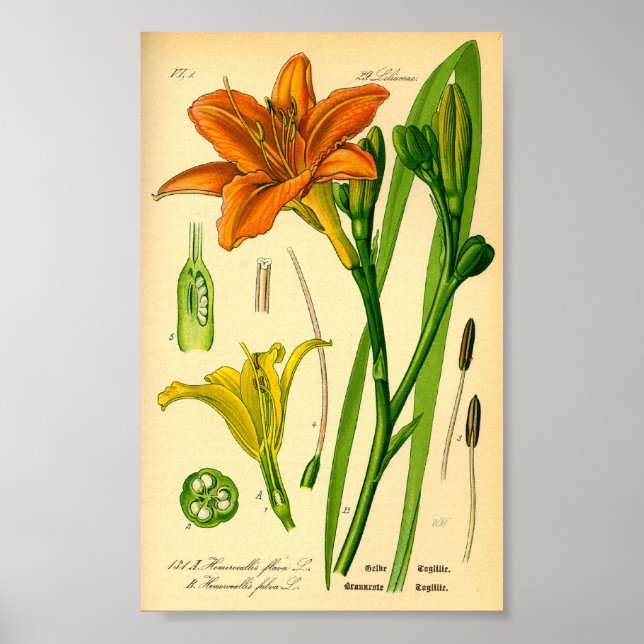 Tiger-Taglilie (Hemerocallis fulva) drucken Poster (Vorne)