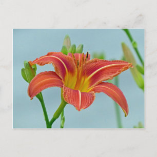 Tiger-Taglilie Postkarte