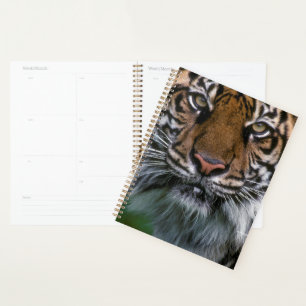 Tiger tête et visage