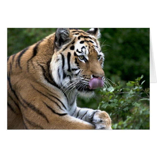 Tiger Tongue (Vorderseite (Horizontal))