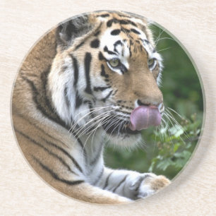 Tiger Tongue Getränkeuntersetzer