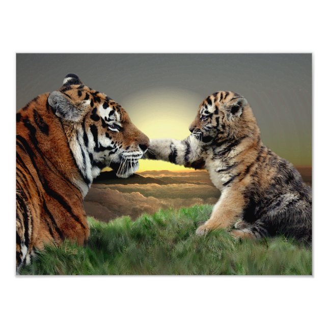 Tiger und Cub Digital Edition Print Fotodruck (Vorne)