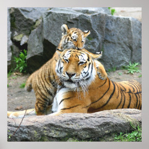 Tiger und Cube Liebe Poster