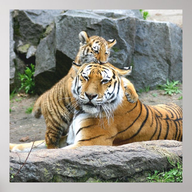 Tiger und Cube Liebe Poster (Vorne)