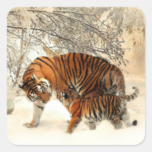 Tiger und Jungtier, Winterlandschaft, Quadratischer Aufkleber