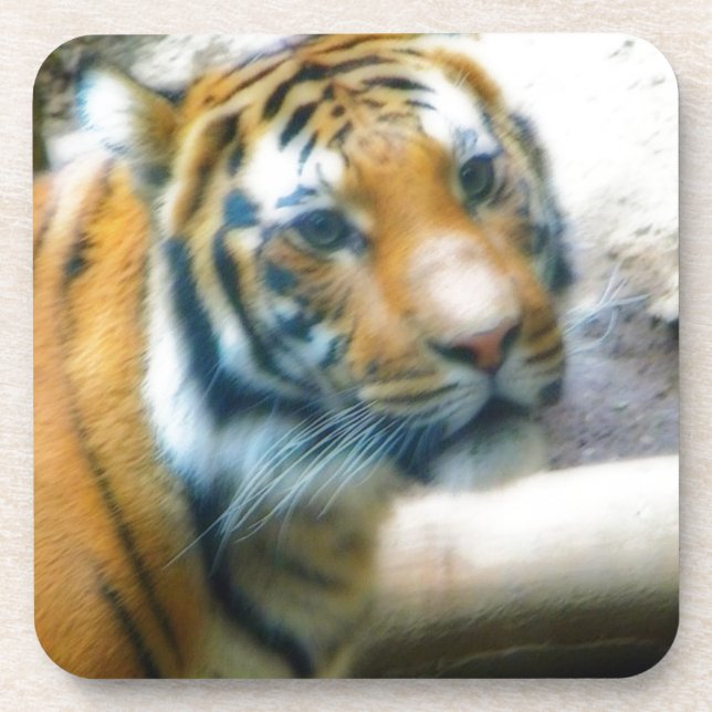 Tiger Untersetzer (Vorderseite)