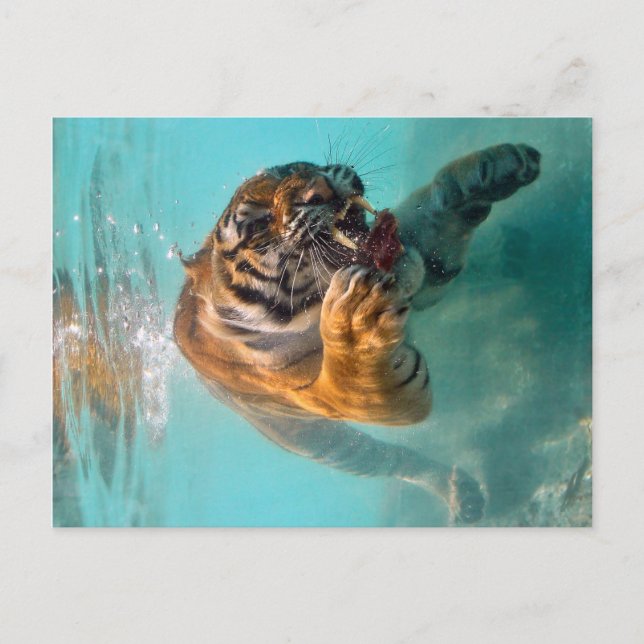 Tiger Unterwasser Postkarte (Vorderseite)