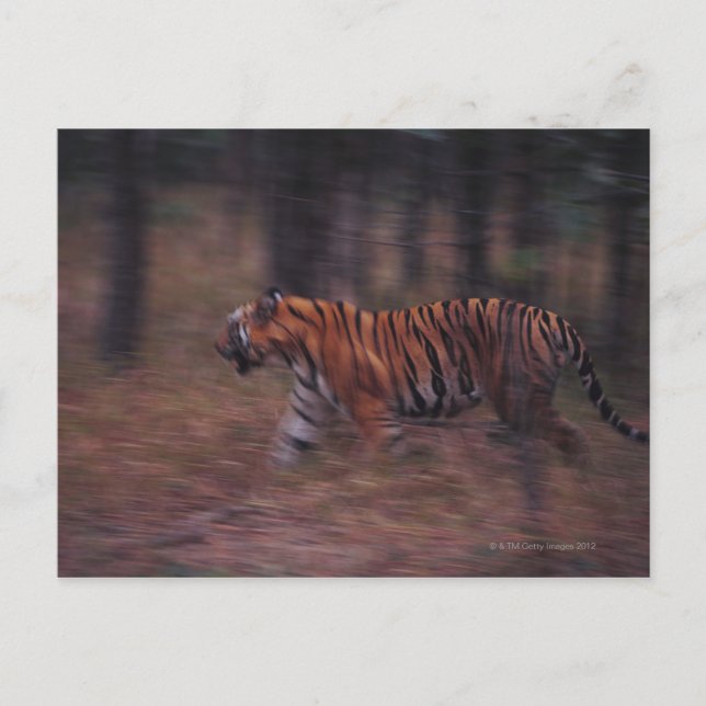 Tiger Walking durch Wald Postkarte (Vorderseite)