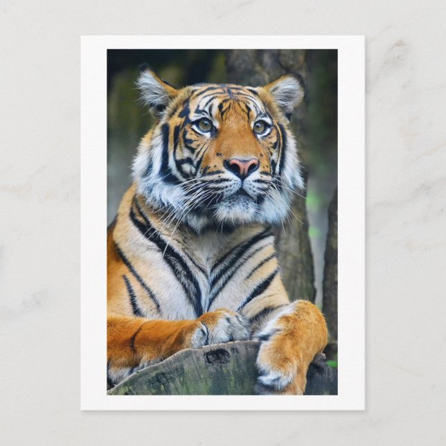 Tiger Wild Animals Life Fotografy Postcross Postkarte (Vorderseite)