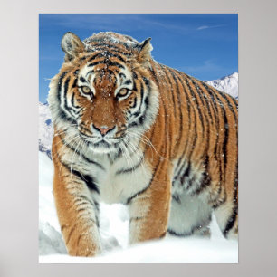 Tiger Winter Nature Foto Snow Mountains Poster