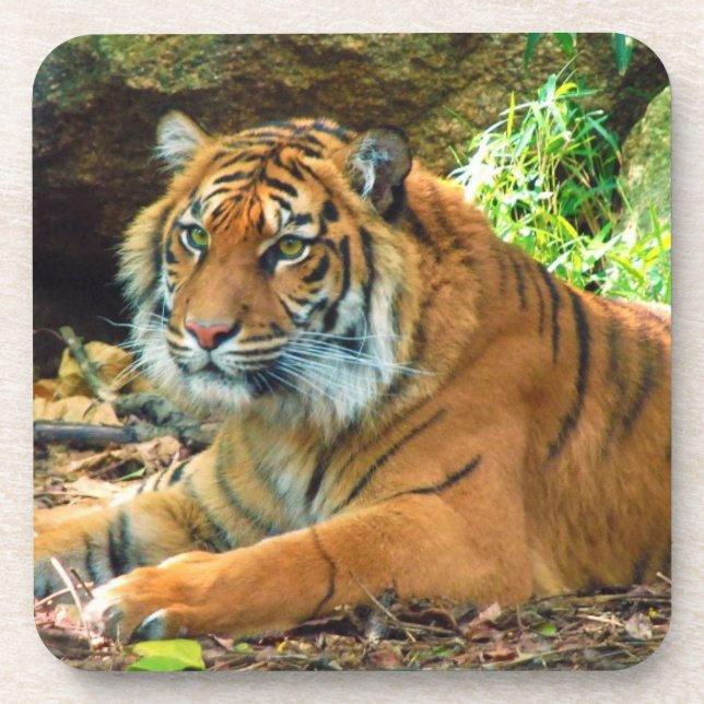 Tiger Wisdom Untersetzer Set (Vorderseite)