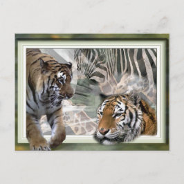 Tiger, Zebra, Giraffe, Liebesgeschenke Postkarte