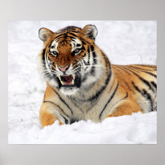 Tiger zeigt seine Fangzähne beim Schneevergnügen Poster