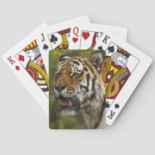 Tiger zeigt seine Zähne Spielkarten