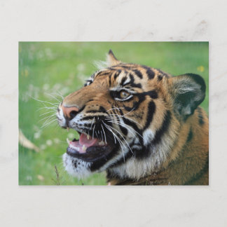 Tiger zeigt Zähne Postkarte