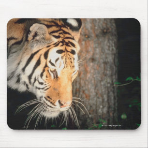 Tigeranpirschen Mousepad