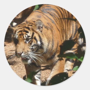 Tigeraufkleber Runder Aufkleber