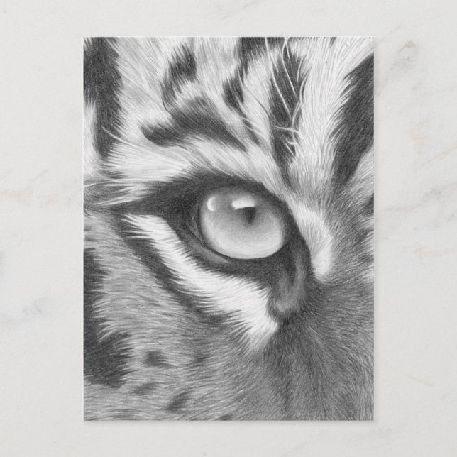 Tigerauge - Bleistiftzeichnung Postkarte (Vorderseite)