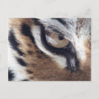 Tigerauge