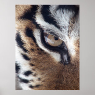Tigeraugen-Foto Poster