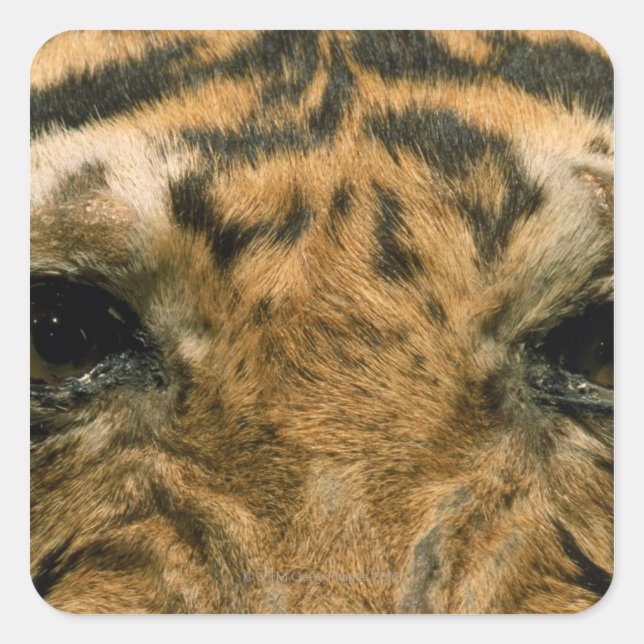 Tigeraugen Quadratischer Aufkleber (Vorderseite)