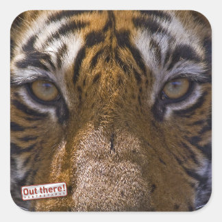 Tigeraugen Quadratischer Aufkleber