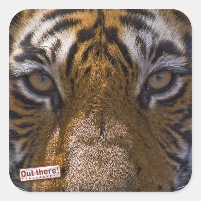 Tigeraugen Quadratischer Aufkleber (Vorderseite)