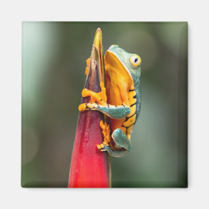 Tigerbeiniger Laubfrosch Grün Orange Magnet