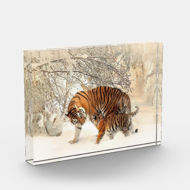 Tigerfamilie im Winter Landschaftsblock Foto (Links)
