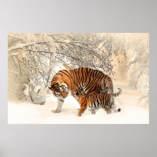 Tigerfamilie im Winter Poster (Vorne)