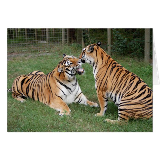 TigerFriends 007 Karte