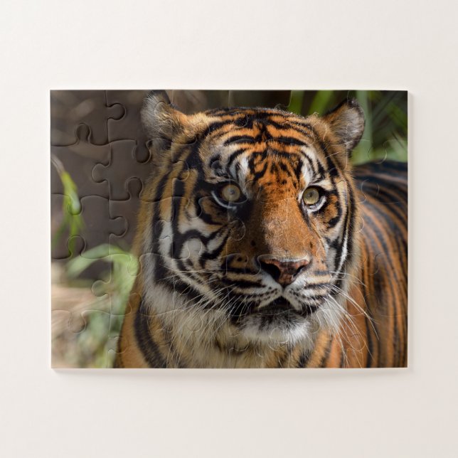 Tigergesicht (Horizontal)