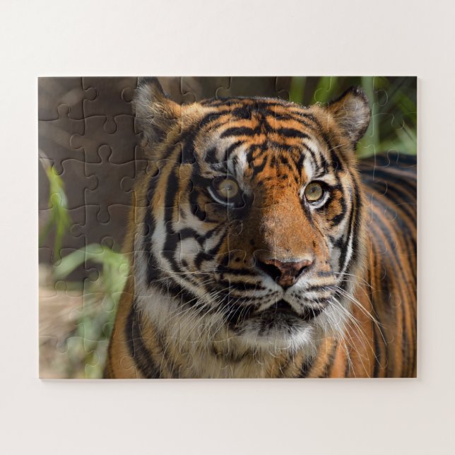 Tigergesicht (Horizontal)