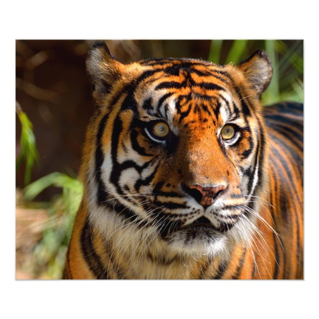 Tigergesicht Fotodruck (Vorne)