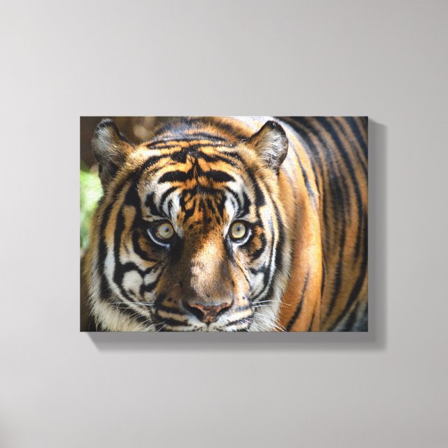 Tigergesicht Leinwanddruck (Vorderseite)