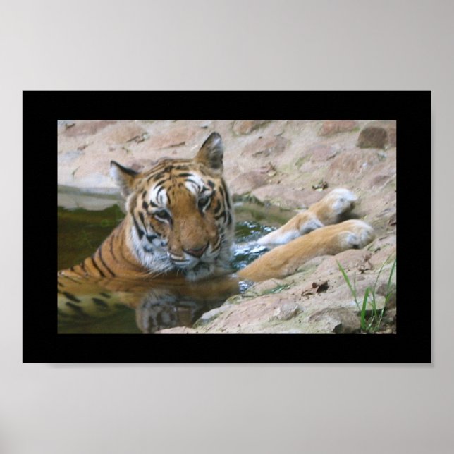 Tigergesicht Poster (Vorne)